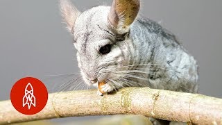 The Adorable LongTailed Chinchilla Fights to Survive [upl. by Burris]