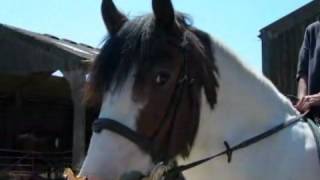 A Riding School Near Brighton  Three Greys Riding School [upl. by Nahtanhoj134]