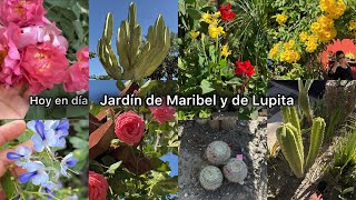 Una actualización de estos 2 jardines garden [upl. by Alyk]