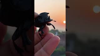 Dung beetle 🪲 beetlenatureshorts youtubeshorts amazing petlover [upl. by Faust]