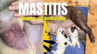 Mastitis in Dogs । cause and treatment । Allopathic and Homeopathic medicine । [upl. by Prebo]