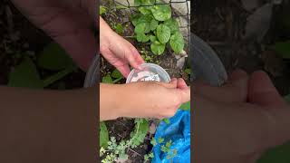 How to harvest Pale Corydalis Corydalis sempervirens seeds [upl. by Enyaj]