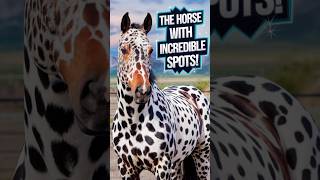 VIDEO40 quotAppaloosa The Horse with Unbelievable Spots amp Hidden Talentsquot [upl. by Ahsil]