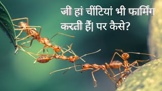 How Ants Farm Honeydew and Protect Aphids A Fascinating Journey into the World of Ant Farming [upl. by Necila958]