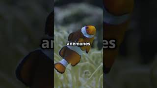 Clownfish amp Sea Anemones Natures Best facts fact natural nature wildlife history science [upl. by Einhpad822]