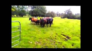 Cattle dog herding cows and calves [upl. by Sykleb212]