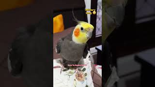 Another remix No worries 😂 with Monty The Naughty Cockatiel ❤️ [upl. by Eahc792]