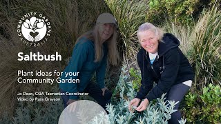 Saltbush for community gardens [upl. by Ahsiyk707]