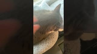 Again he was happy 😊 cat cats catfunny funny funnyvideo cute cutecat [upl. by Leuqar]