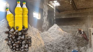 How Cottonseed oil Banola oil Extracted  Full Detailed Process  Using of Raw material [upl. by Oca]