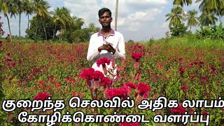 Kozhikondai valarppu கோழிக்கொண்டை வளர்ப்புKolikondai valarppuJP Tamil Tv [upl. by Seira]