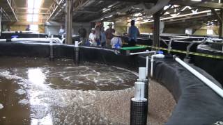 Fellsmere Shrimp Farm Grand Opening [upl. by Eimrots461]