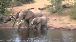 Crocodile bites Elephant on the Trunk [upl. by Annaoi]