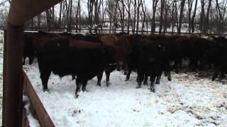 ND Deer 2008 Braun Cattle Feed Lot M2U00533 [upl. by Cutlerr521]