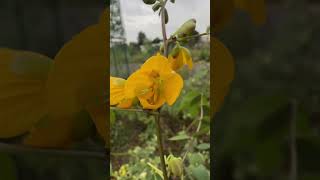 Senna occidentalis a medicinal plant near Mahanadi river mahanadiriver medicinal nature odisha [upl. by Broder651]