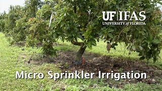 Micro Sprinkler Irrigation [upl. by Glanti]