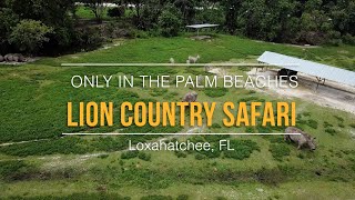 Lion Country Safari🦁  Only In The Palm Beaches [upl. by Airdnna]