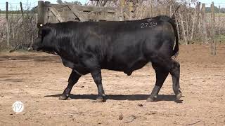 EL PORVENIR  ANGUS RP 2739 [upl. by Gupta]