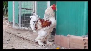 Brahma rooster crowing [upl. by Symons]