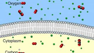 Diffusione libera e transmembrana [upl. by Etolas1]