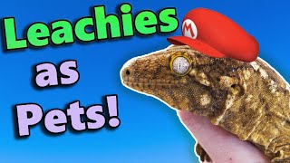 Leachianus Geckos Fun Facts and Care Tips [upl. by Azpurua]