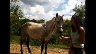 TUTO apprendre le Campo a son cheval  évolution révérence [upl. by Vasileior]