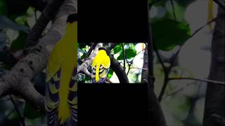 Captivating Yellow Birds in Nature soothingbirdsounds birdsongs nature [upl. by Ecinom]