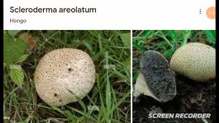 Scleroderma areolatum [upl. by Eibot414]