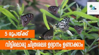 5 രൂപയ്ക്ക് വീട്ടിലൊരു ചിത്രശലഭ ഉദ്യാനം ഉണ്ടാക്കാം  Kilukki Chedi or Crotalaria Plant [upl. by Jurgen]