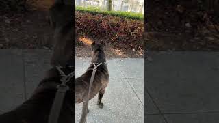 CANE CORSO SPOTS A ROOSTER… 😳 🐔 canecorso trending funnydogs shorts [upl. by Durst824]