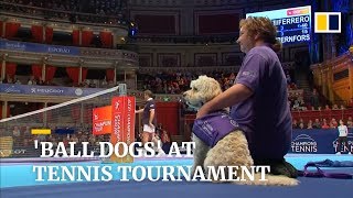 Dogs replace ball boys at Champions Tennis tournament [upl. by Runck]