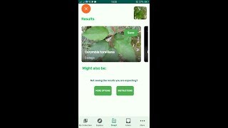 PlantSnap identifies a Cadaga Corymbia torelliana [upl. by Augy]