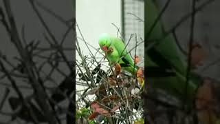 Roseringed Parakeet 🥰busy with food 🤗pls subscribe🙏 [upl. by Nolita]