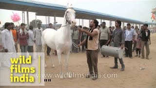 Horse dance at Pushkar Fair India [upl. by Terrance608]