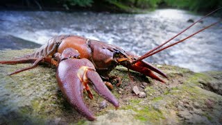 CETTE RIVIÈRE EST ENVAHIE PAR LES ÉCREVISSES AMÉRICAINES PÊCHE À LÉCREVISSE 🎣 [upl. by Yartnoed]