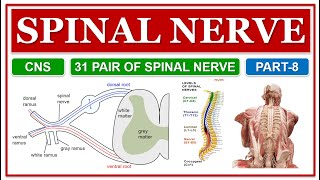 SPINAL NERVE  CNS  31 PAIR OF SPINAL NERVE  LOCATIONS AND FUNCTION  HUMAN ANATOMY amp PHYSIOLOGY [upl. by Norab]