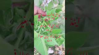 Seasonal transgenic cotton Plants  kapas ki fasal shorts  Daily Routine Farmer shortsvideo [upl. by Petigny]