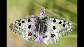 Papillon Apollon arverne  Parnassius apollo [upl. by Atokad]