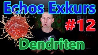 Echos Exkurs 12  dendritische Zellen [upl. by Amliv830]