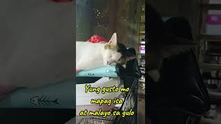 Kuya molmol gusto mapag isa furbabies cat goodavibes shortclip 111324 [upl. by Aitnas]