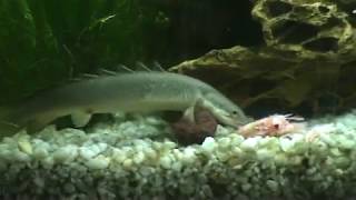 Dinosaur bichir eel eating krill [upl. by Idihc]