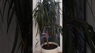 Dracena w Pokoju a za oknem Pelargonia 🪴😉 [upl. by Euqnomod307]