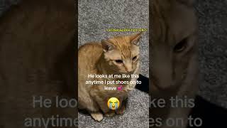 Funny Cat Momentscat catsanimals animalsfypfunnyvideos [upl. by Aicelf]