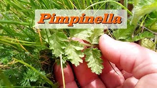 Riconoscere la Pimpinella Pimpinella Anisum le proprietà e come cucinarla [upl. by Lenehc]