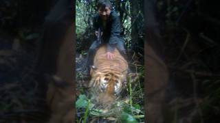 Poachers killed tiger  शिकारियों ने बाघ को मार डाला shorts tiger jojuwildjunket [upl. by Delmore]