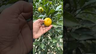 Picking orange from cousins garden shorts [upl. by Woothen]