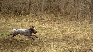 Wirehaired Pointing Griffons Understanding Prey Drive [upl. by Marsiella739]