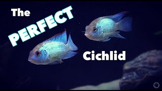 The ELECTRIC BLUE ACARA  A PERFECT Cichlid  The Andinoacara pulcher Profile Video [upl. by Eneli414]