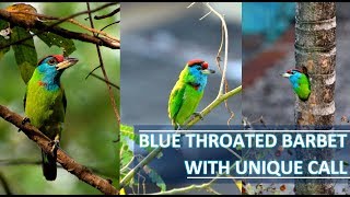 BLUE THROATED BARBET WITH UNIQUE CALL [upl. by Cira]