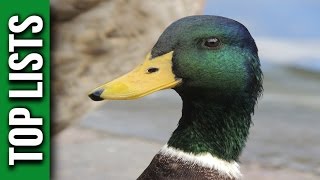 10 Interesting Facts About Ducks [upl. by Pickering]